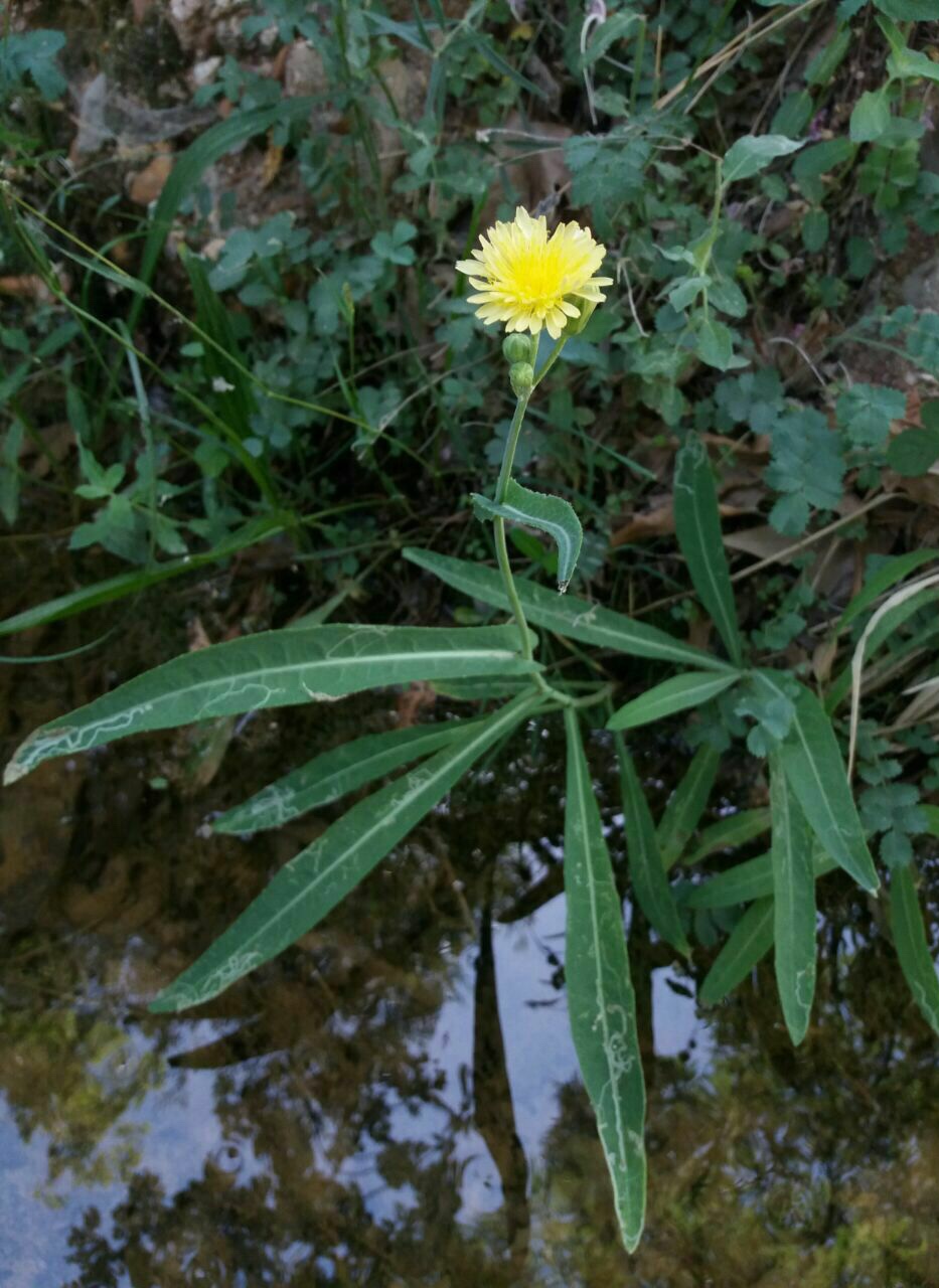 شیرتیغک ساحلی - معرفی گیاهان بومی ایران